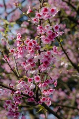 Vertical shot of a cluster of pink cherry blossoms on a branch of a blooming tree in the garden