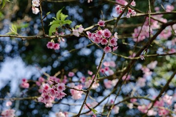 Cluster of pink cherry blossoms on a branch of a blooming tree in the garden