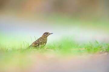 Amami thrush bird in a field of tall grass