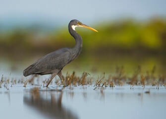 Western reef heron perched in shallow water at low tide