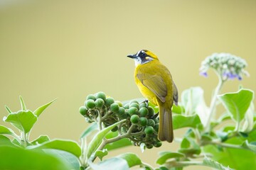 Yellow-eared bulbul bird perched on a flower