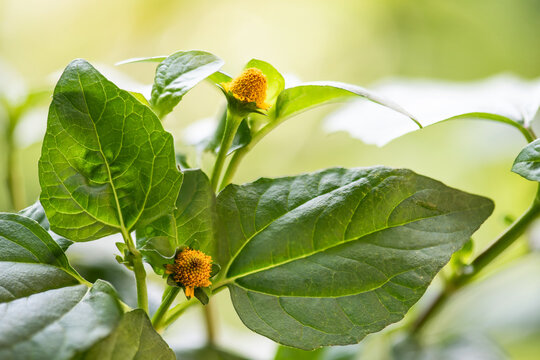 Acmella oleracea or Toothache plant branch flowers and green leaves on natural background.