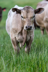 beautiful cattle in Australia  eating grass, grazing on pasture. Herd of cows free range beef being regenerative raised on an agricultural farm. Sustainable farming of food crops.