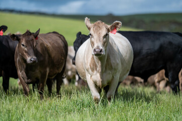 beautiful cattle in Australia  eating grass, grazing on pasture. Herd of cows free range beef being regenerative raised on an agricultural farm. Sustainable farming of food crops.