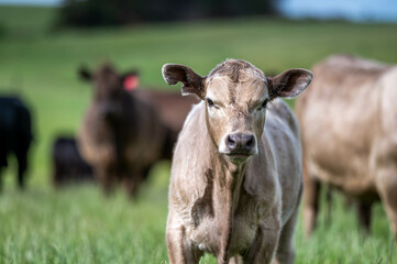 Herd of sustainable cows on a green hill on a farm in Australia. Beautiful cow in a field. Australian Farming landscape with Angus and Murray grey cattle
