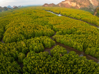 Amazing abundant mangrove forest, Aerial view of forest trees Rainforest ecosystem and healthy environment background, Texture of green trees forest top down, High angle view