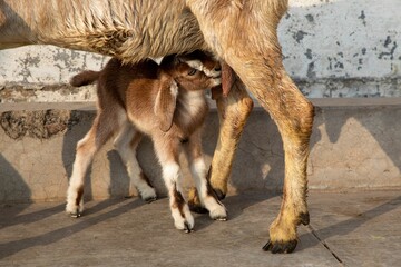 Naklejka premium Baby goat standing with its mother on a farm on a sunny day