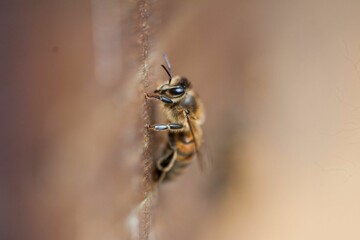 a macro shot of a bee