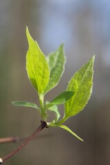 Closeup shot of lush twigs adorned with green foliage on a sunny day