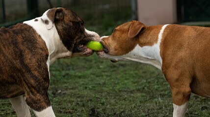 View of american staffordshire terriers playing in field