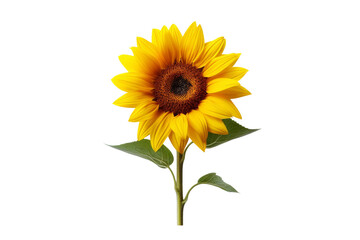 Lone Sunflower Bloom on a White or Clear Surface PNG Transparent Background.