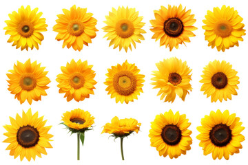 A Golden Symphony of Sunflowers on a White or Clear Surface PNG Transparent Background.