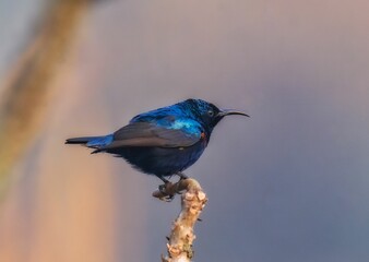 Purple sunbird perched on the end of a branch
