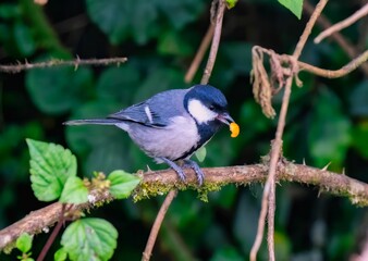 Small Cinereous tit bird perched on a thin twig in a natural setting
