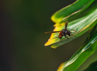Vespa affinis perched atop a bright green leaf.