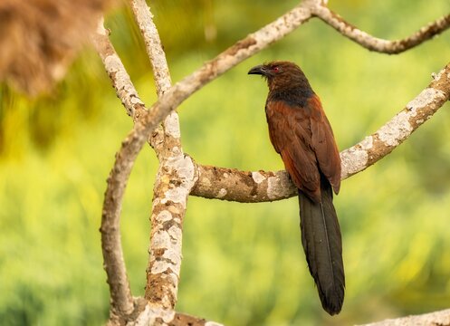 Malagasy coucal perched atop a tree branch, taking in the surrounding environment
