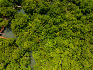 Aerial view Drone camera rainforest trees ecology with healthy environment concept and summer background