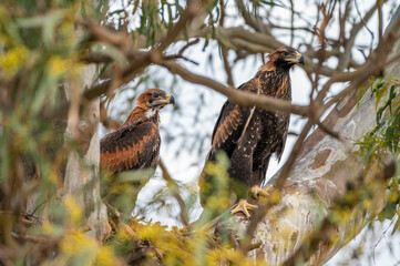 wedgetail eagle in a nest in a gum tree in australia.