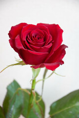 赤いバラ