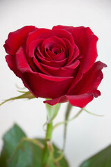 Fototapeta premium 赤いバラ