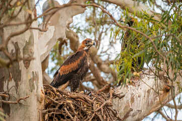 wedgetail eagle in a nest in a gum tree in australia.