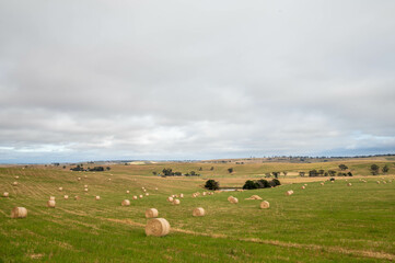 Fototapeta premium sustainable agriculture Baling hay and silage rolls and bales on a farm