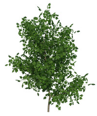 Pianta albero fusto con e senza vaso Albero con e senza foglie arancioni, verdi, gialle, rosse fondo trasparente e isolato © maximilian