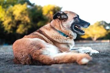 Obraz premium Anatolian shepherd dog lying contently on the ground in the sun