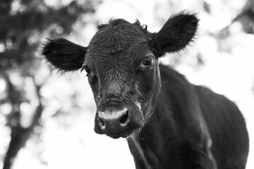 Grayscale shot of a cow against a blurred background of trees