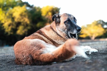 Anatolian shepherd dog lying contently on the ground in the sun