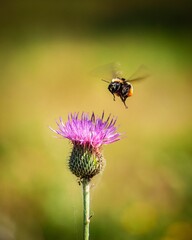 Stunning pink thistle flower illuminated by the sunlight, with a bee hovering in the background