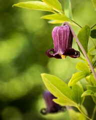 Vibrant purple hairy clematis flower atop a lush green bush of foliage