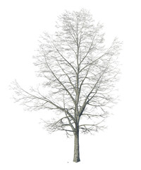 Pianta albero fusto con e senza vaso Albero con e senza foglie arancioni, verdi, gialle, rosse fondo trasparente e isolato