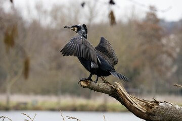 Cormoran with wings spread perched on a tree branch beside a tranquil lake.