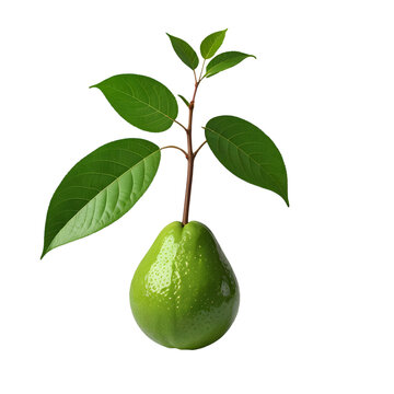 A guave with stem and leaves isolated on transparent background and 3D render