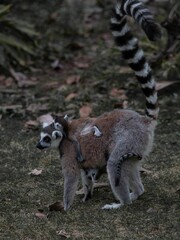 Obraz premium Adorable mother lemur cuddling her baby in a lush tropical forest setting.