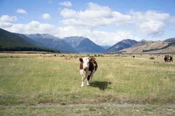 a cow in New Zealand High country and Wilderness from Hiking Picton to Invercargill