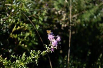 a tiny butterfly on a thistle flower in the sun while it stands