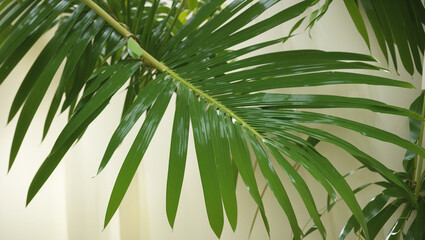 This is a close-up image of bright green palm leaves with the edges of the leaves slightly curled upwards.