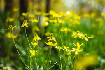 Obraz premium a bunch of small yellow flowers in the field of the woods