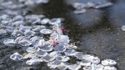 Close-up sakura cherry flowers on asphalt on a sunny day