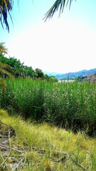 Obraz premium Vertical of lush green grass and trees in front of a majestic mountain backdrop