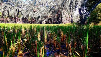 Scenic view of lush greenery, with a line of tall palm trees in the foreground
