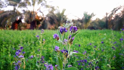Closeup of clover flowers in a vibrant green field against palm trees