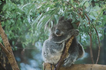 Cute koala bear snoozing on a tree branch © Wirestock