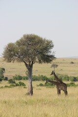 Fototapeta premium Giraffes standing in a lush green landscape near a tall tree