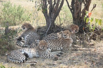Group of cheetahs sitting in a grassy area near a tree in the open plains of the African savannah