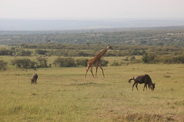 Outdoor scene a giraffe and bulls standing o a grassy field