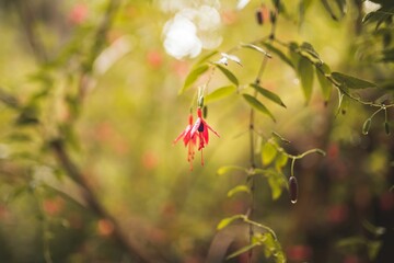 Vibrant red flower in a lush garden of vibrant blooms