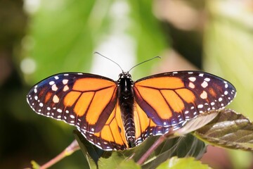 Closeup shot of a monarch butterfly, Danaus plexippus.